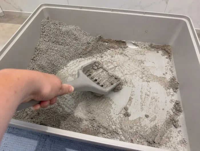A scoop lifting clumps of urine out of a standard litter tray