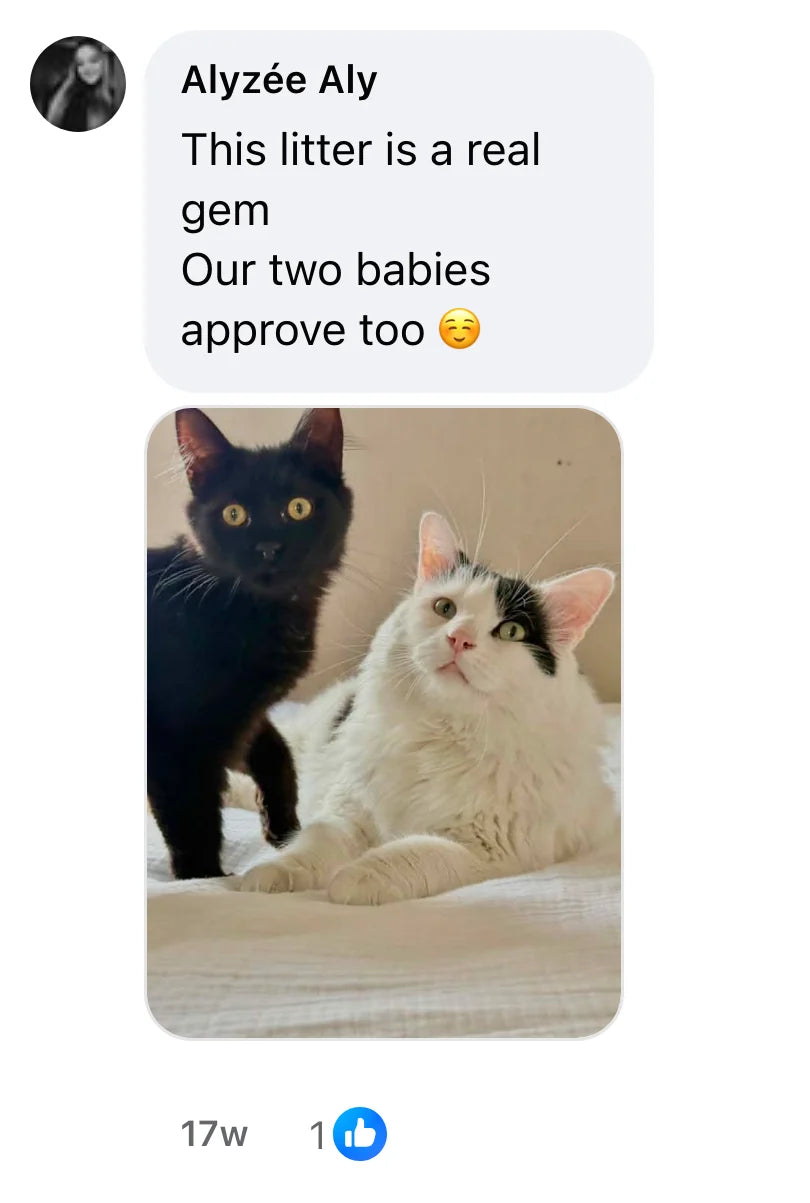 Facebook comment by Alyzée Aly (1 likes): "This litter is a real gem Our two babies approve too ☺️"