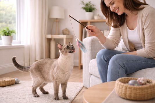 Pacha Litter Tonkinese cat in a UK living room, chatty and affectionate during interactive playtime.