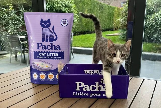 A customer's cat climbing out of the Pacha box, with the bag beside it