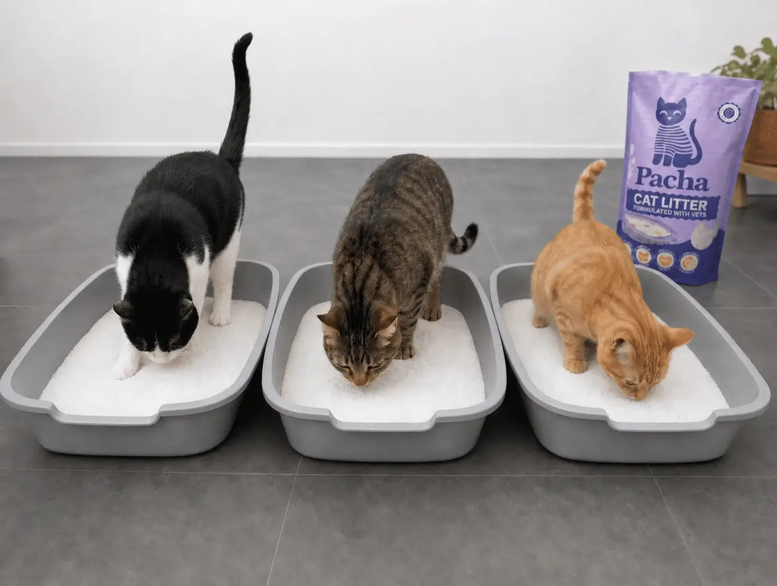 Three cats, each in their own freshly filled Pacha tray, inspecting the white crystals, the Pacha bag still on the floor